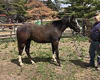 paint-horse