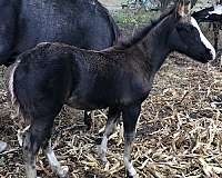 paint-filly
