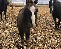 paint-horse-for-sale