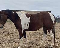 rac-paint-horse