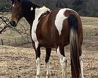tobiano-rac-horse