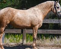 palomino-fshr-horse