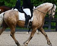 breeding-friesian-horse