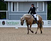 classical-friesian-horse