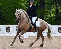 dressage-friesian-horse