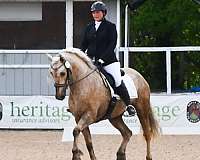 eventing-friesian-horse