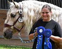 experienced-friesian-horse