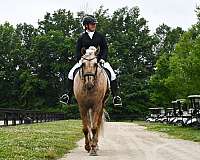 husband-safe-friesian-horse
