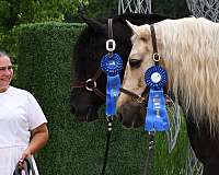 kid-safe-friesian-horse