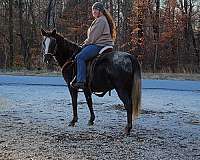 appaloosa-mare