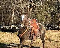 appaloosa-horse-for-sale