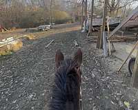 appaloosa-horse
