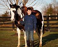 lesson-spotted-saddle-pony