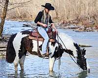 native-costume-spotted-saddle-pony