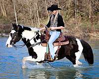 ranch-spotted-saddle-pony