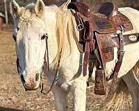 all-around-pony