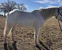 athletic-pony