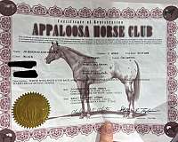 athletic-appaloosa-horse