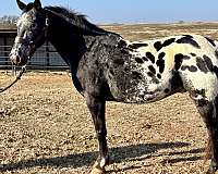 all-around-appaloosa-horse