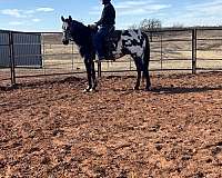 barrel-appaloosa-horse
