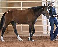 star-snip-lf-sock-rh-lh-horse