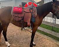 bay-star-snip-lf-sock-rh-lh-horse