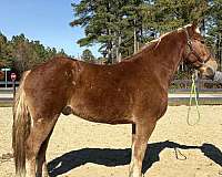 trail-belgian-morgan-horse