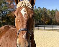 trail-riding-belgian-morgan-horse