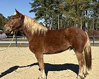 athletic-belgian-morgan-horse