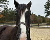 black-mare-for-sale