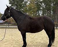 16-hand-percheron-mare