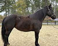 black-percheron-mare
