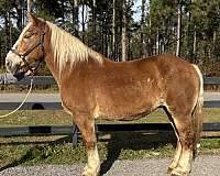 sorrel-belgian-mare