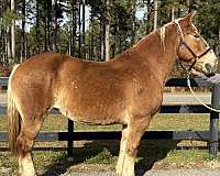 sorrel-mare-for-sale