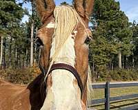 16-hand-belgian-mare