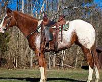 all-around-appaloosa-horse