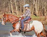 drill-team-appaloosa-horse