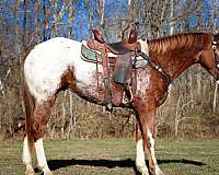 endurance-appaloosa-horse