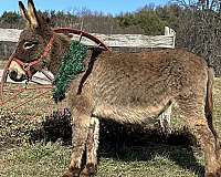 grey-cross-horse