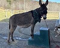 grey-donkey-mare