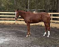 chestnut-blaze-socks-horse