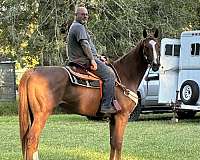 blaze-socks-horse