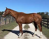 blaze-horse