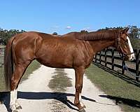 chestnut-blaze-horse