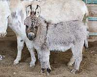 all-around-youth-donkey