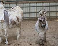 all-around-youth-mare