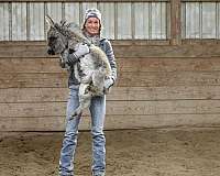 tobiano-all-around-youth-horse