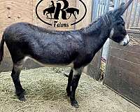 chocolate-companion-donkey