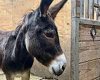 chocolate-flashy-donkey