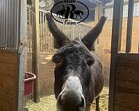 chocolate-husband-safe-donkey